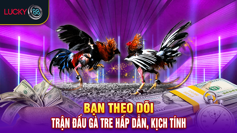 Bạn theo dõi trận đấu gà tre hấp dẫn, kịch tính