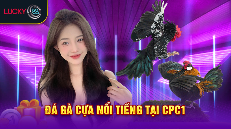 Đá gà cựa nổi tiếng tại CPC1