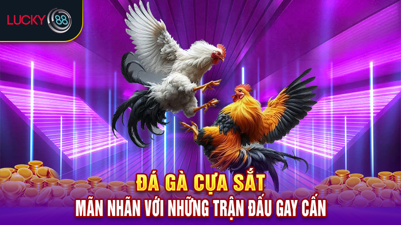 Đá gà cựa sắt